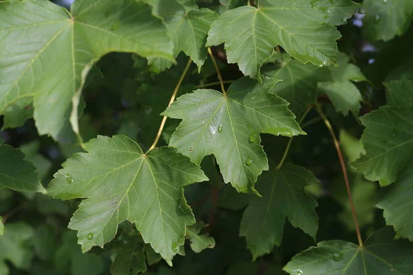 Feuilles Vertes Avec Gouttes Humidité Après Pluie — Photo