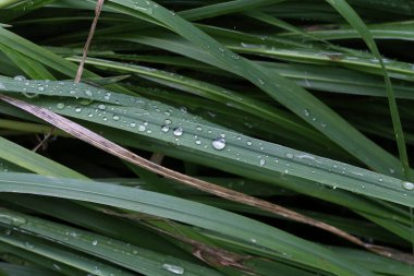 Sabah çiğ damlalarıyla kaplı yeşil çimenler