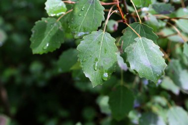 Yağmurdan sonra nem damlalarıyla yeşil yapraklar.