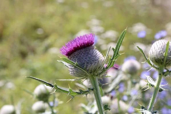 Flor Cardo Campo Verano — Foto de Stock