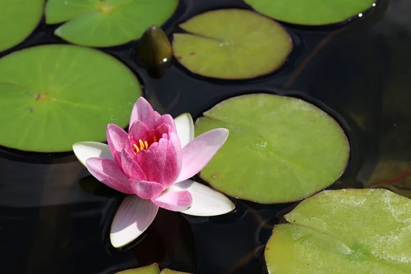 Bellissimi Fiori Ninfee Che Sbocciano Nell Acqua — Foto Stock