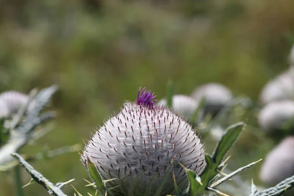 Thistle flower in the field in summer.
