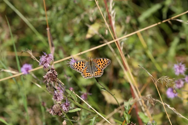 Beaux Papillons Assis Sur Des Fleurs Boire Nectar — Photo