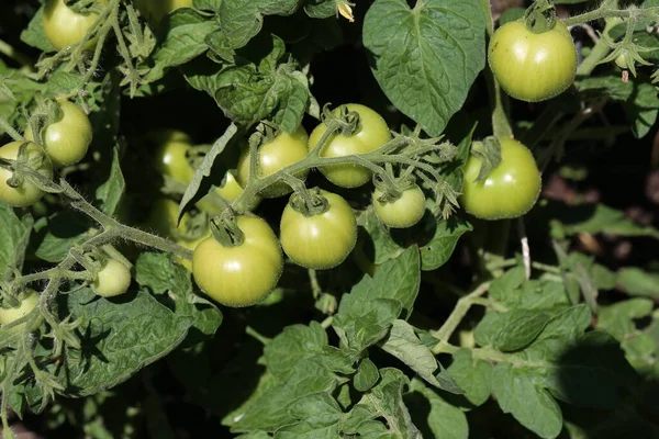 Grüne Tomaten Reifen Einem Strauch Garten — Stockfoto