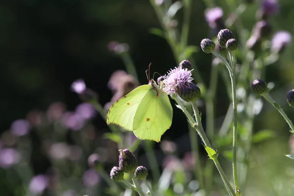 Belas Borboletas Sentam Flores Bebem Néctar — Fotografia de Stock