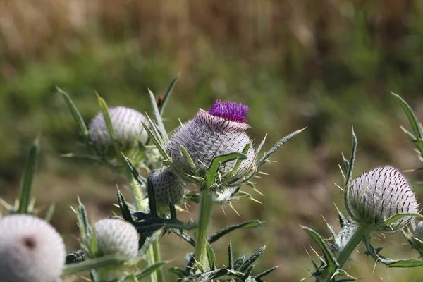 Thistle ดอกไม ในสนามในฤด — ภาพถ่ายสต็อก