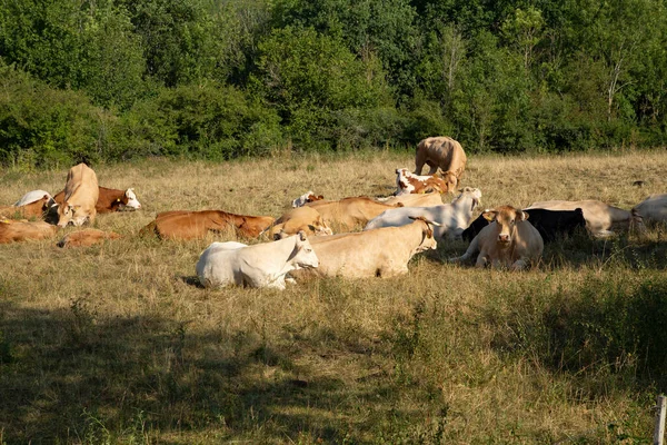 Стадо Коров Пастбище Летом — стоковое фото