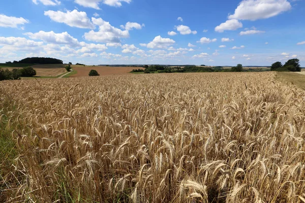 Golden Ears Wheat Growing Field — Stock Photo, Image