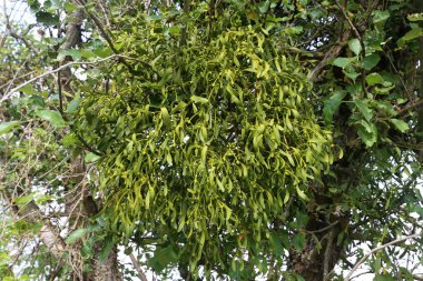 Dala asılı beyaz ökseotu bitkisi. Viscum albümü.