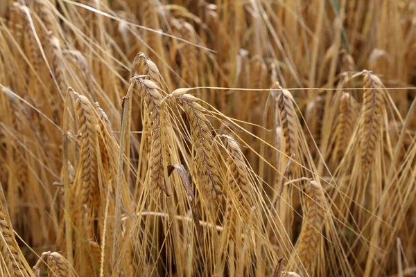 Golden Ears Rye Growing Field — Stock Photo, Image