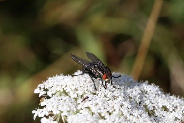 Siyah sinek bir bitkinin beyaz çiçeklerine oturur..