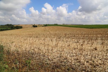 Kolza tohumu tarlasıyla kaplı yaz manzarası.