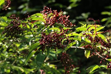 Bir çalılığın dallarında olgunlaşan Mürver..