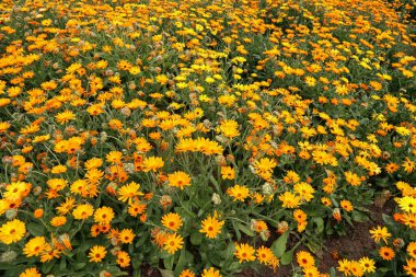 Calendula, Almanya 'da bir tarlada tıbbi çiçekler yetişiyor..