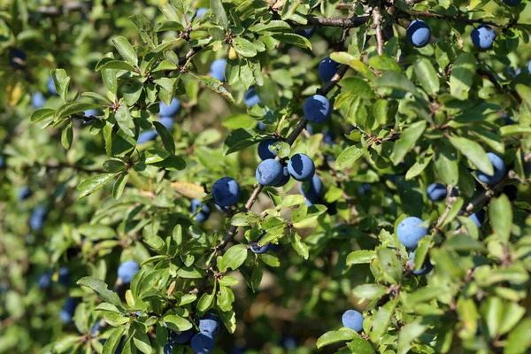 Las Bayas Azules Del Espino Negro Maduran Los Arbustos —  Fotos de Stock