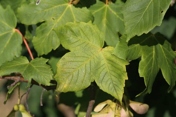 Foglie Verdi Nella Foresta Alla Luce Del Sole — Foto Stock