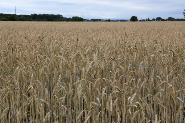Tarlada Yetişen Altın Buğday Başakları — Stok fotoğraf