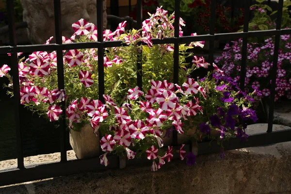 Splendida Petunia Fiorisce Sulle Strade Della Città — Foto Stock