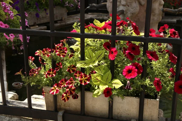 Splendida Petunia Fiorisce Sulle Strade Della Città — Foto Stock