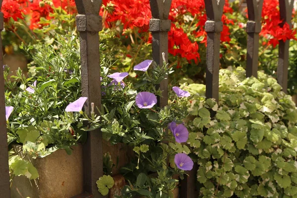 Fényes Gyönyörű Petúnia Virágzik Város Utcáin — Stock Fotó