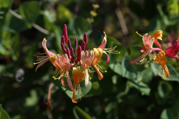 Bunga Dari Tanaman Merambat Clematis Abadi Kebun — Stok Foto