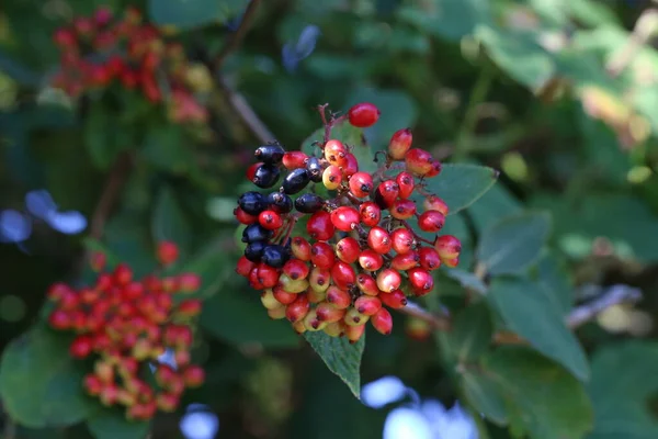 Buah Merah Matang Semak Semak Hutan — Stok Foto