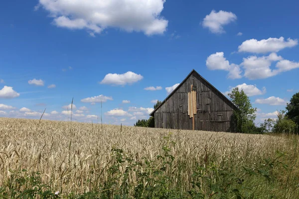 Paesaggio Estivo Con Fienile Campo Grano — Foto Stock