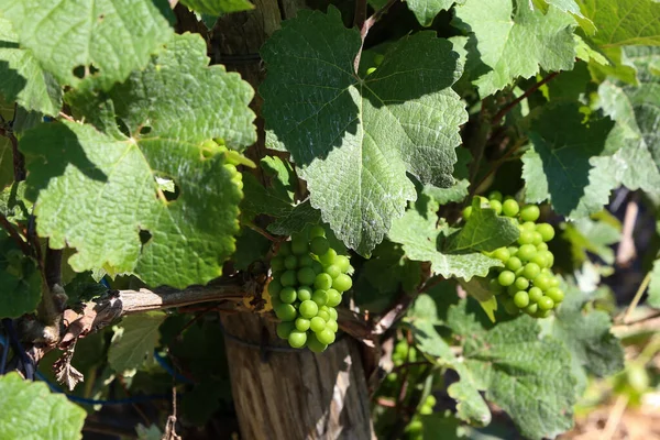 Raisins Verts Mûrissent Été Dans Les Vignobles — Photo