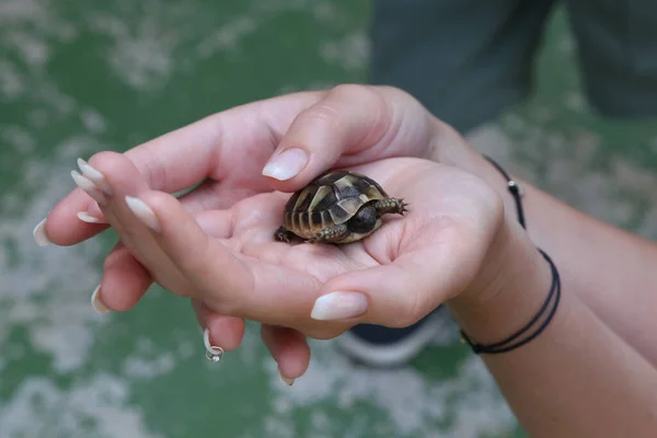 A pequena tartaruga é realizada nas palmas das mãos — Fotografia de Stock