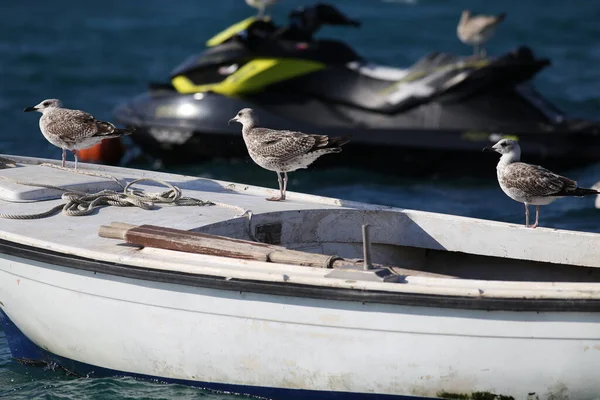 Mewa morska siedzi na łodzi rybackiej — Zdjęcie stockowe