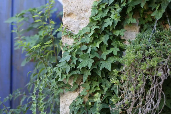 Vecchio muro di pietra con edera come sfondo — Foto Stock