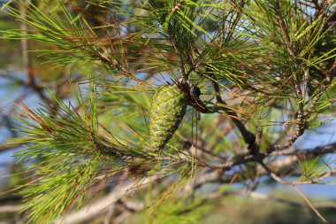 Akdeniz çam ağacının dallarında yeşil koniler
