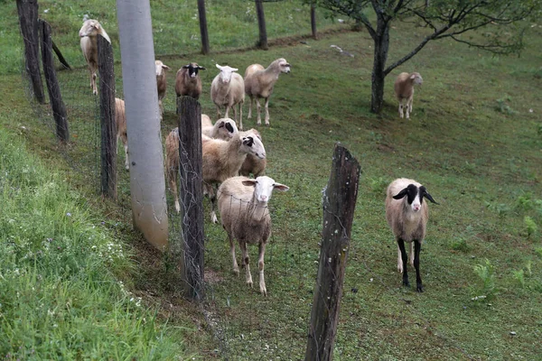 柵のある牧草地に白い羊の群れが放牧されている — ストック写真