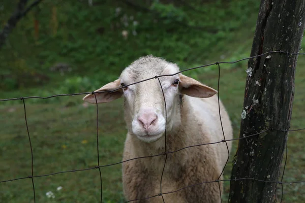 Troupeau Moutons Blancs Paissent Sur Pâturage Clôturé — Photo