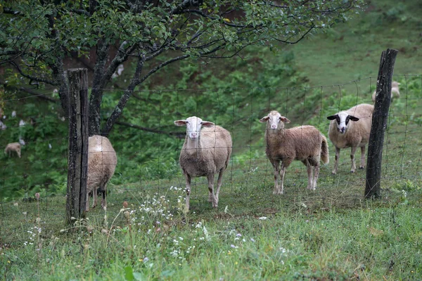 柵のある牧草地に白い羊の群れが放牧されている — ストック写真
