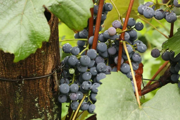 Primer Plano Racimos Uvas Tintas Maduras Sobre Vid — Foto de Stock