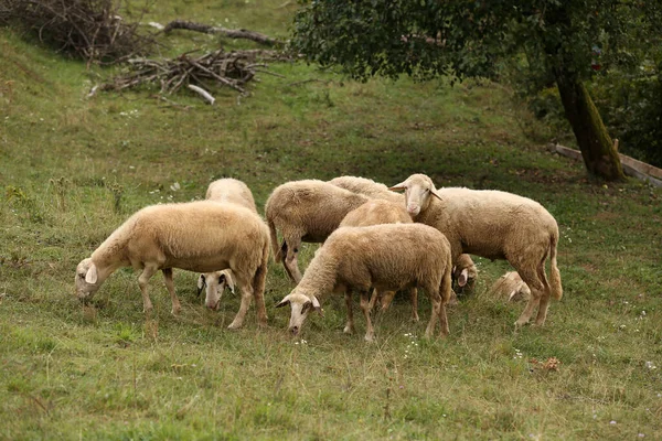 Egy Csorda Fehér Bárány Legel Egy Bekerített Legelőn — Stock Fotó