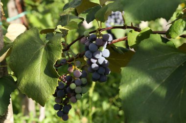 Sarmaşıkta olgun kırmızı şarap üzümlerinin yakın çekimi..