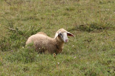 Bir beyaz koyun sürüsü çitli bir çayırda otluyor..