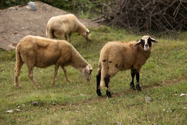 Herd White Sheep Grazes Fenced Pasture — Stock Photo, Image