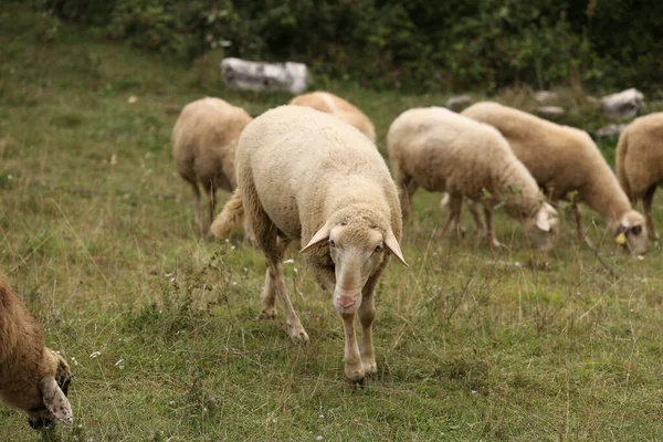 Stado Białych Owiec Wypasa Się Ogrodzonym Pastwisku — Zdjęcie stockowe