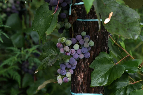 Primer Plano Racimos Uvas Tintas Maduras Sobre Vid — Foto de Stock