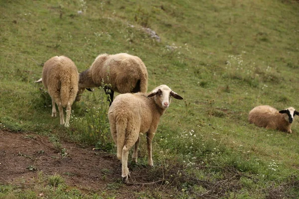 Stado Białych Owiec Wypasa Się Ogrodzonym Pastwisku — Zdjęcie stockowe