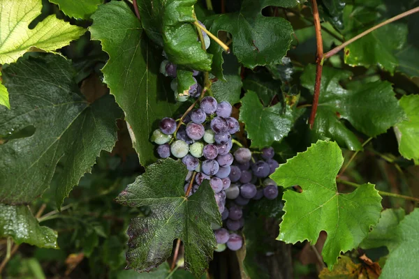 Primer Plano Racimos Uvas Tintas Maduras Sobre Vid — Foto de Stock