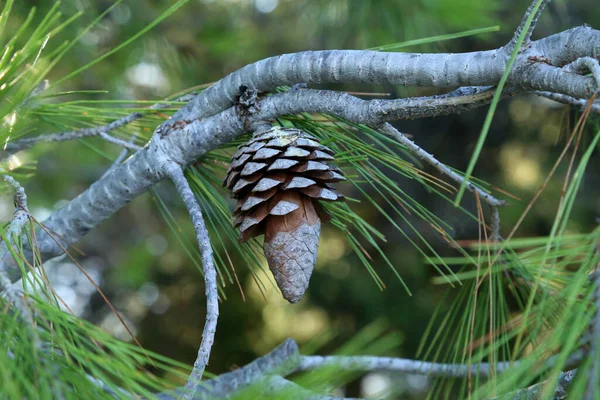 Old Cones Green Needles Mediterranean Pine Tree — Stock Photo, Image