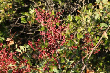 Kırmızı meyveler çalıların üzerinde olgunlaşır..