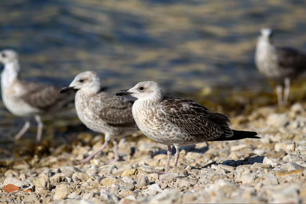 Une Mouette Grise Dresse Sur Rivage Rocheux — Photo