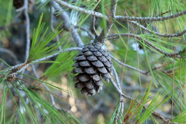 Akdeniz çam ağacında eski koniler ve yeşil iğneler.