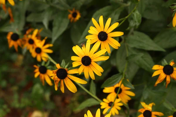 Lindas Flores Amarelas Crescem Jardim — Fotografia de Stock