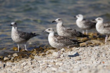 Gri bir martı kayalık sahilde duruyor..